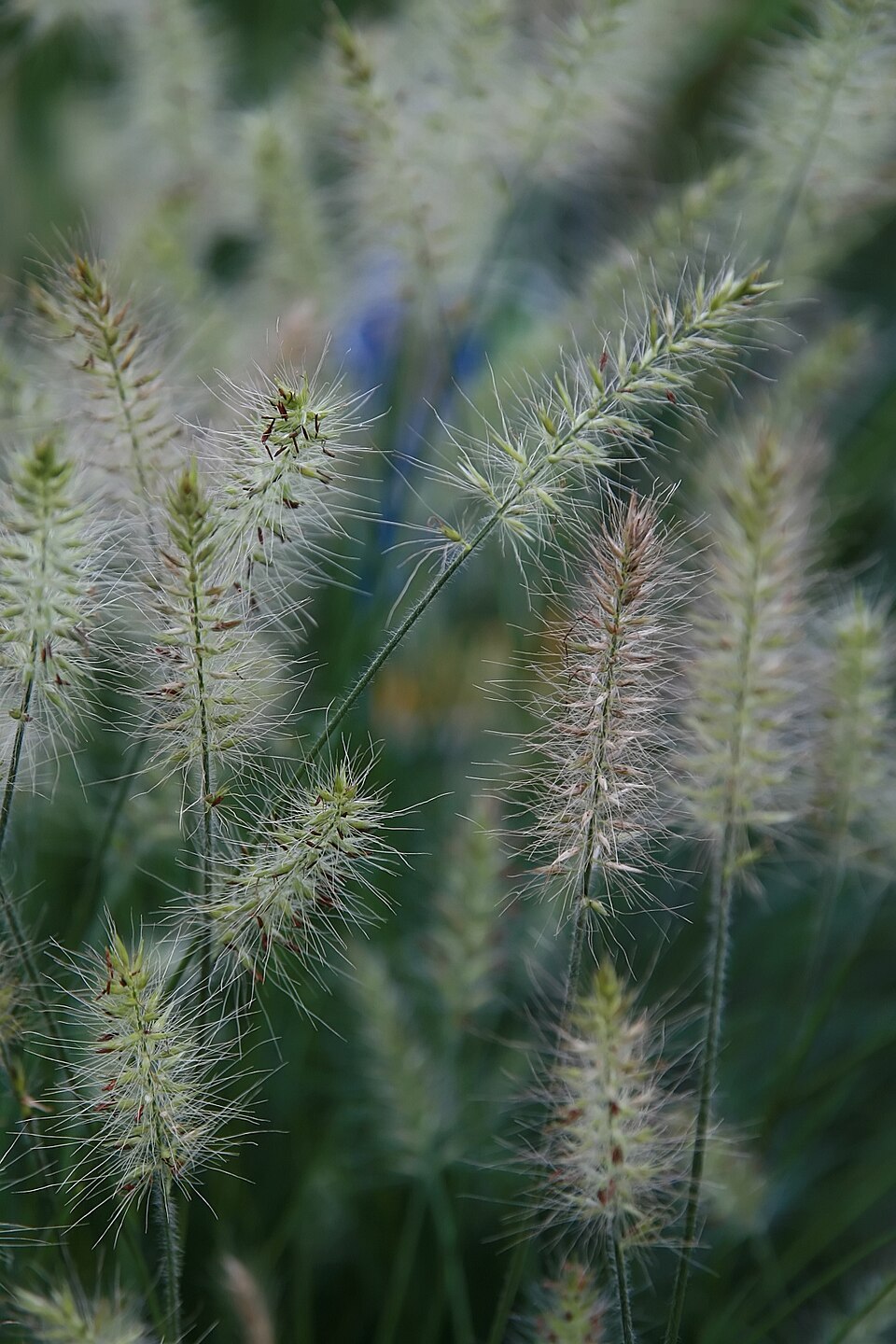 Grass, Little Bunny — whole plant