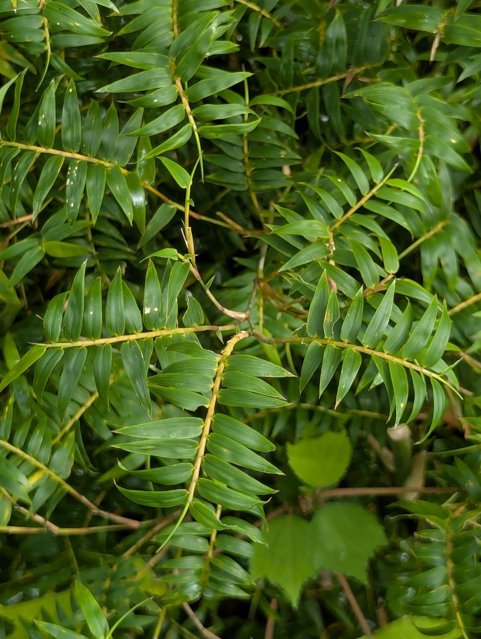Bamboo, Alfonse Karr (Clumping) — flowers or notable detail