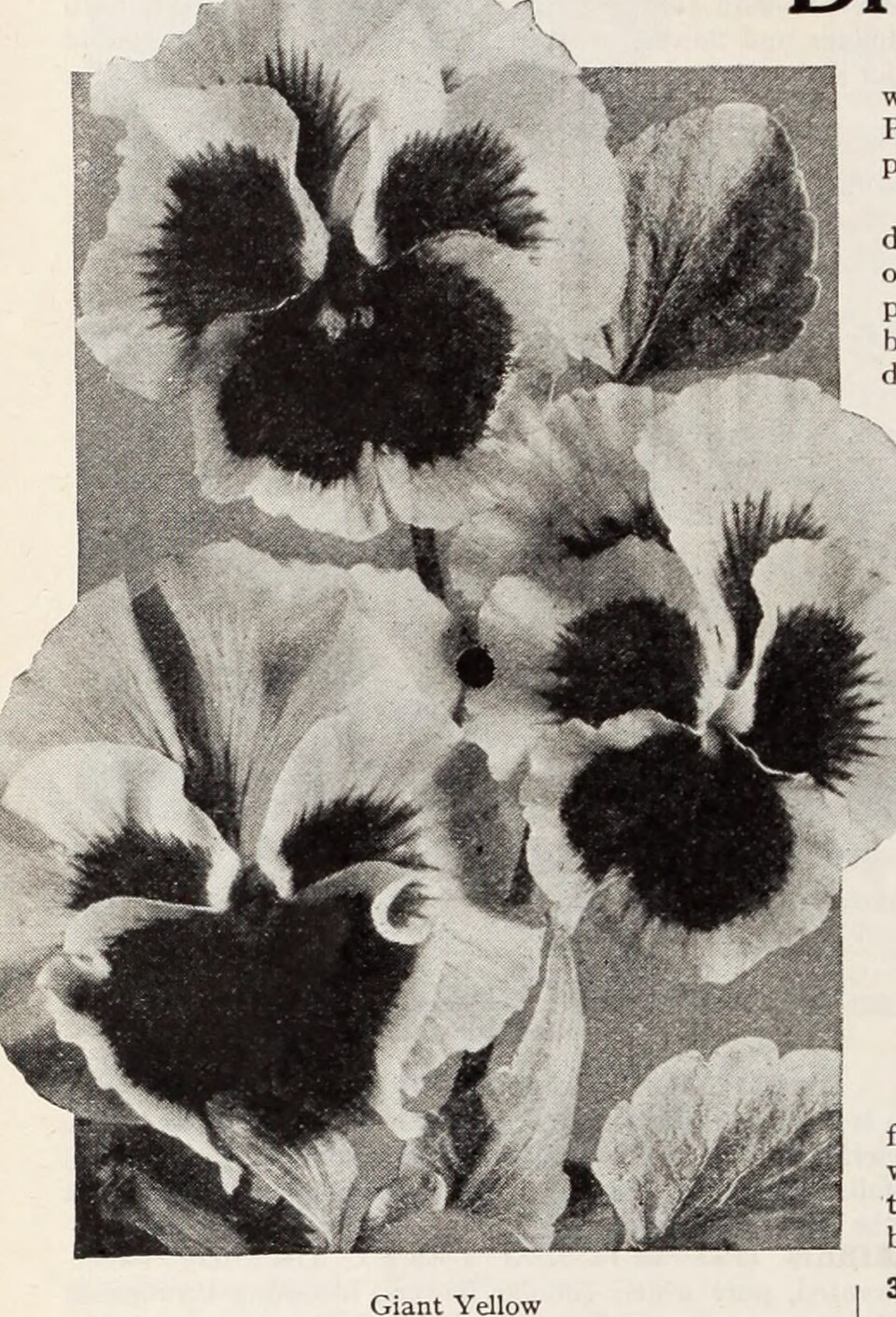 Viola — whole plant
