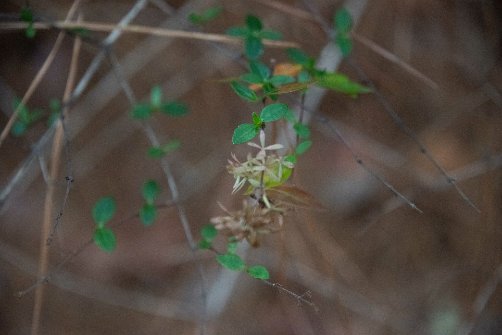 Abelia, Rose Creek — whole plant
