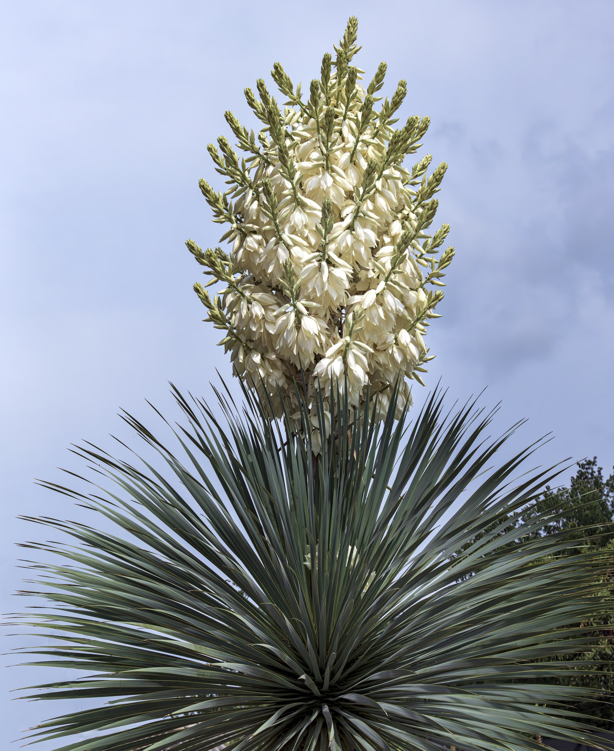 Yucca, Rostrata — flowers or notable detail