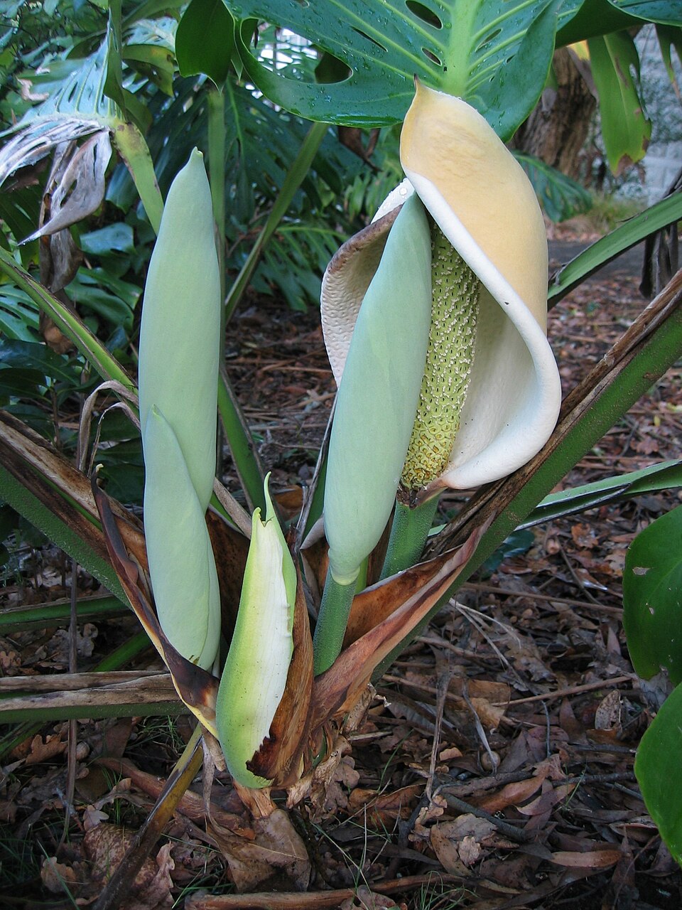 Philodendron Monstera — flowers or notable detail