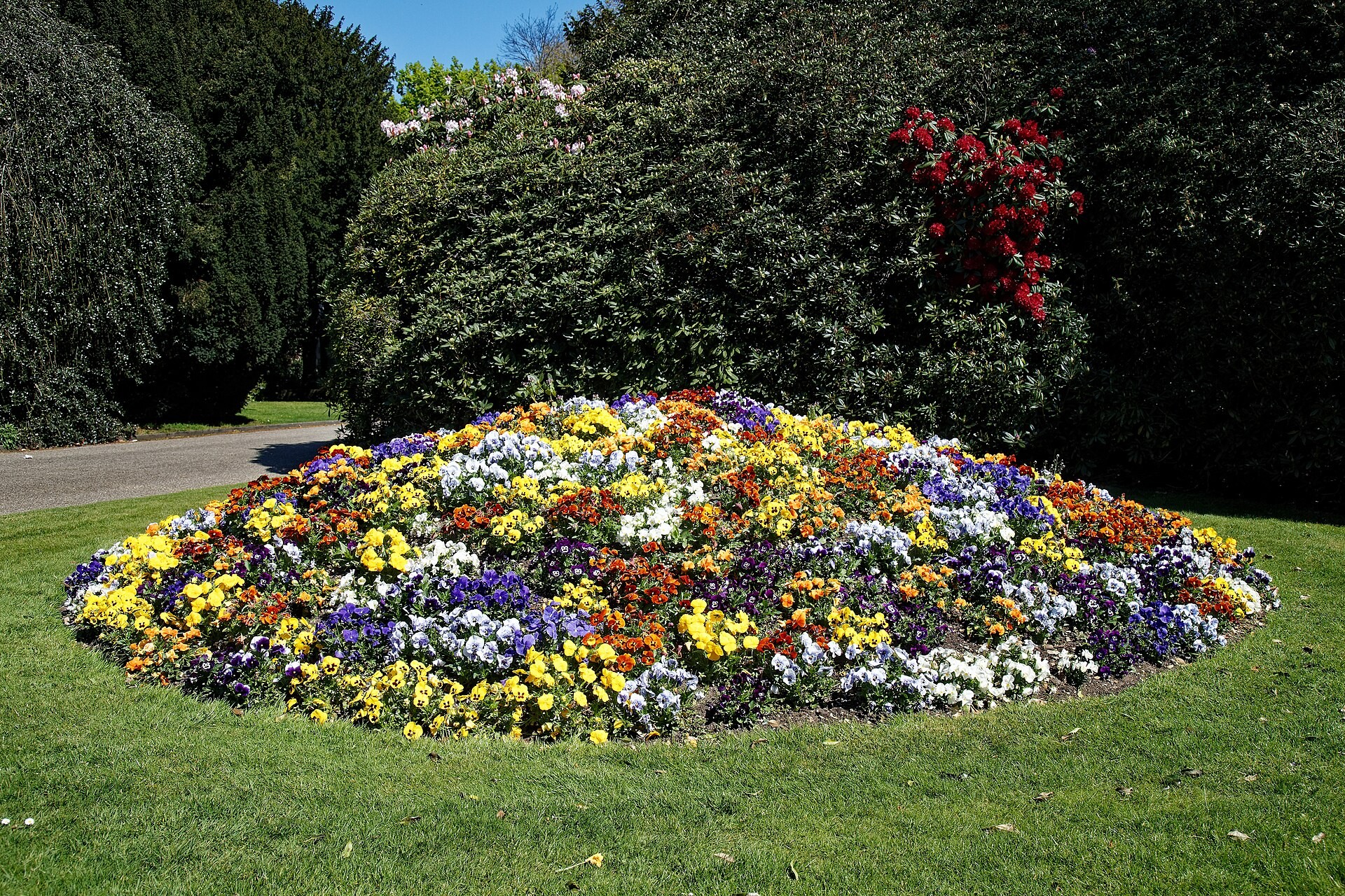 Pansy, Solid — whole plant