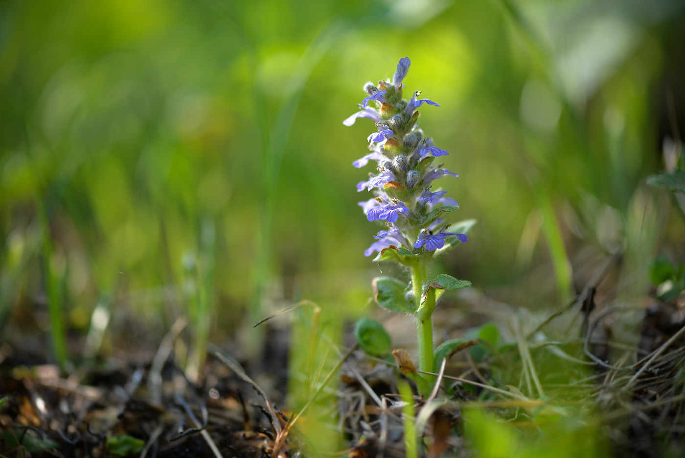 Ajuga — whole plant