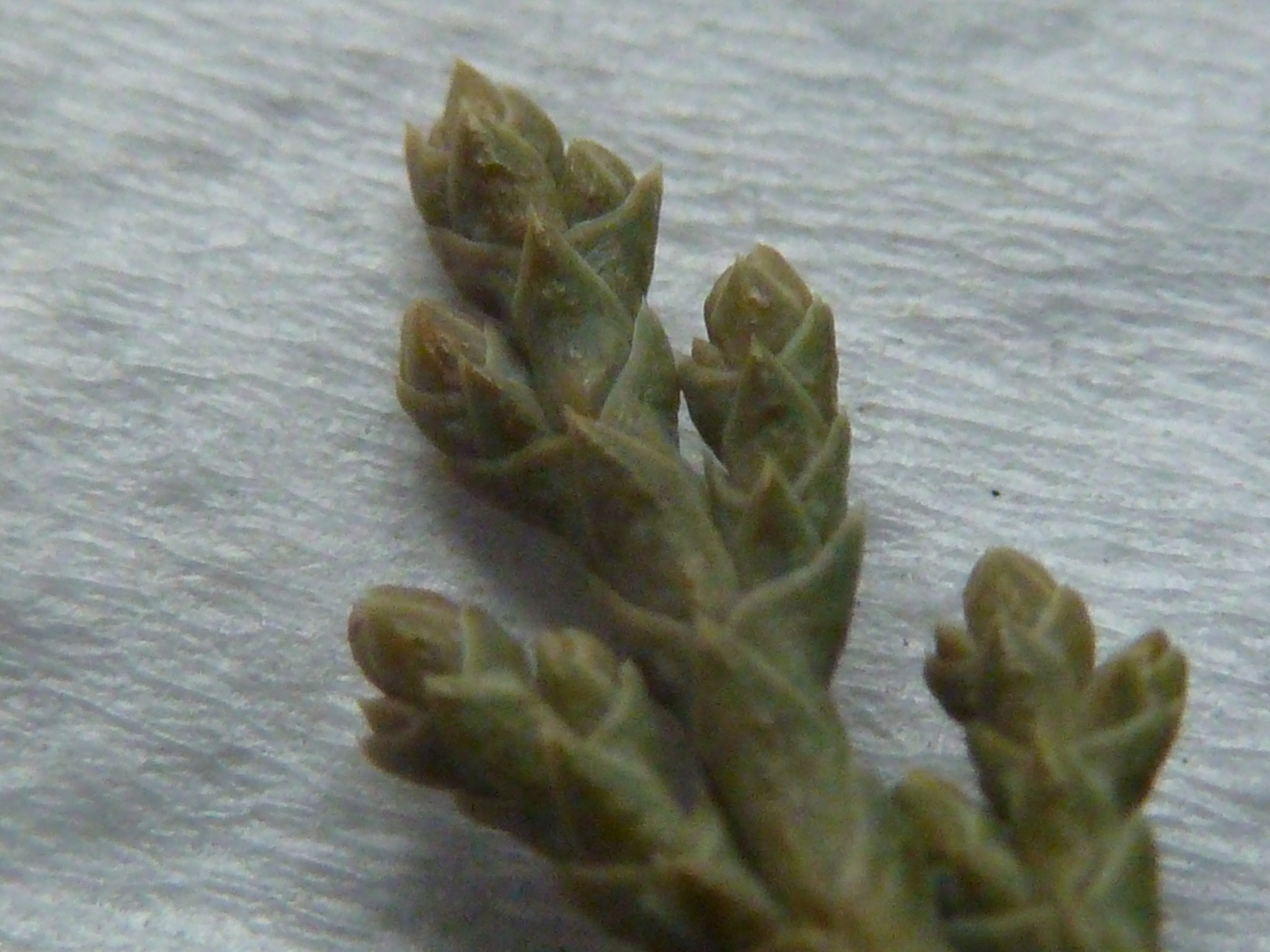 Juniper, Blue Rug — flowers or notable detail