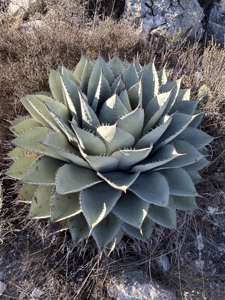 Agave, Whales Tongue — leaf structure (margins, teeth, imprint, color)