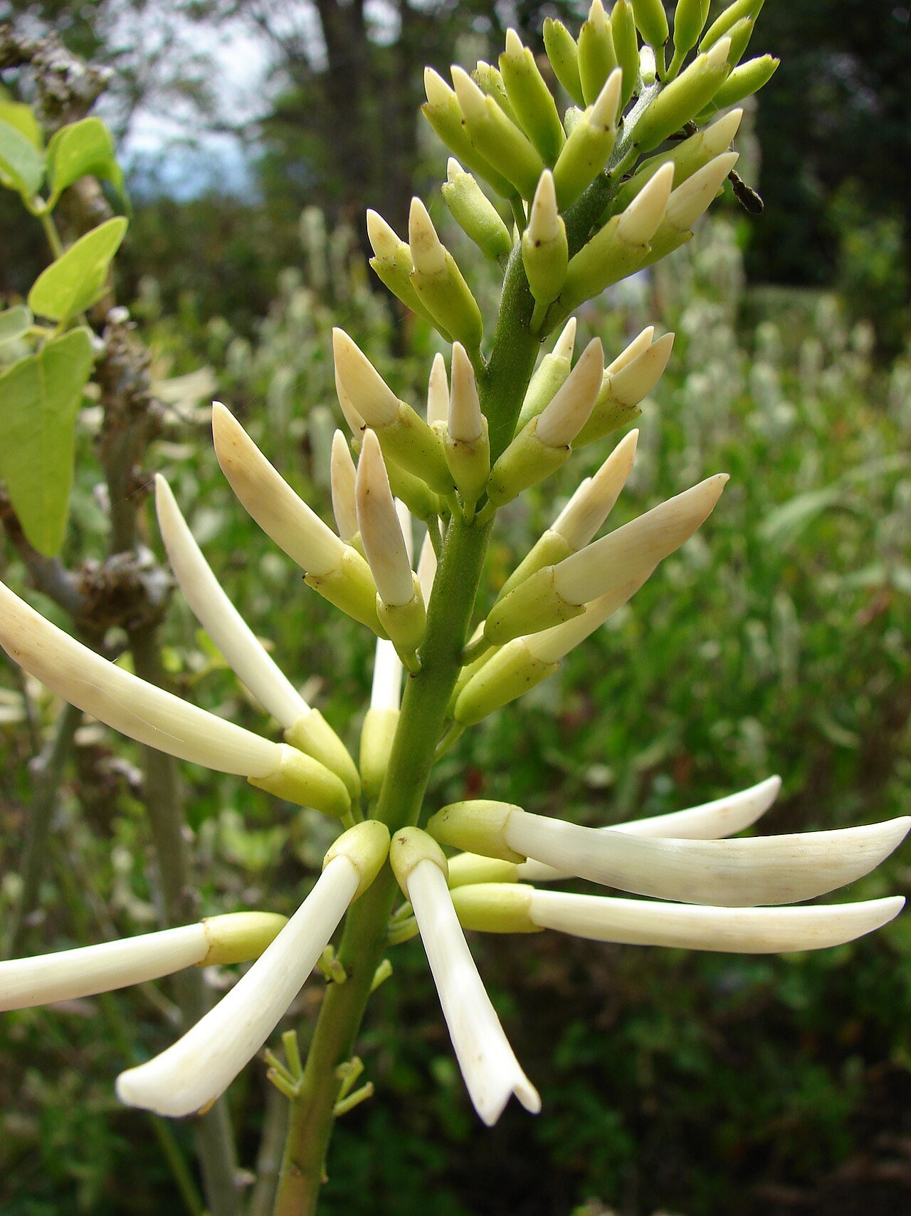 Coral Bean — whole plant