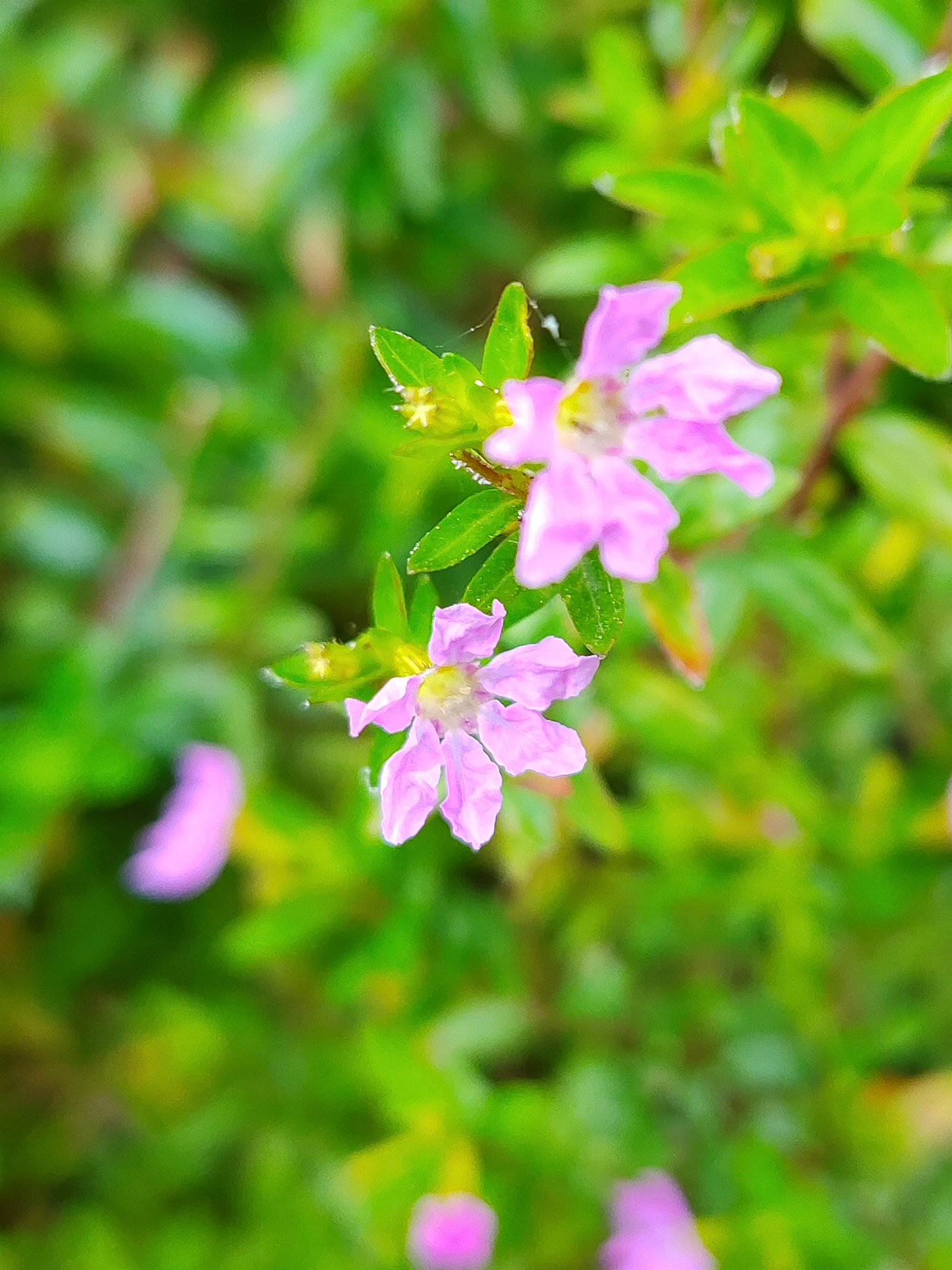 Mexican Heather — whole plant