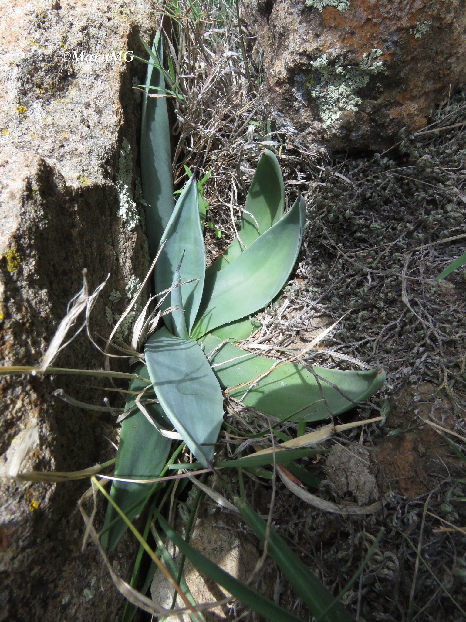 Agave Weberi — leaf structure (margins, teeth, imprint, color)