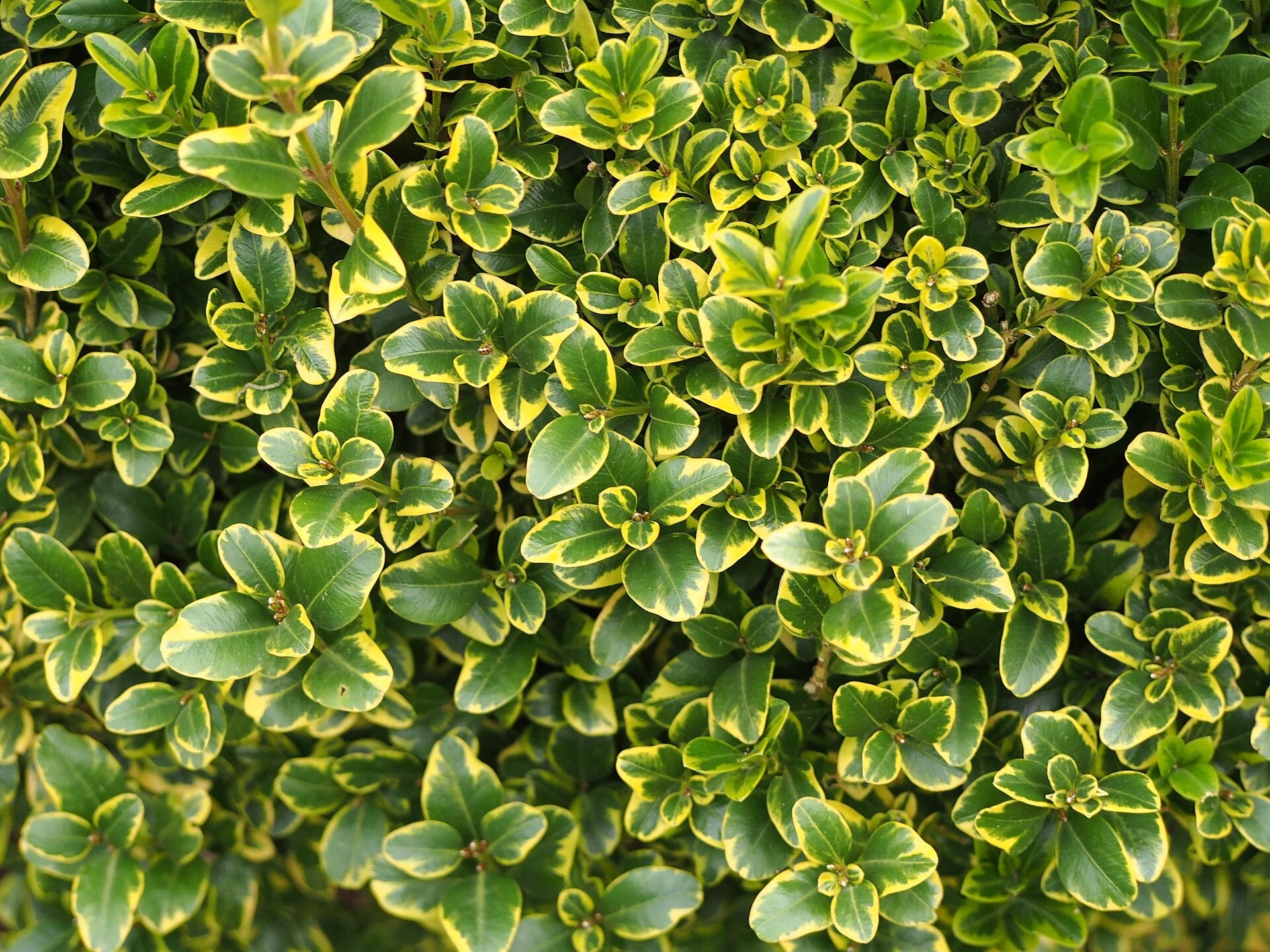 Topiary, Boxwood Globe — whole plant
