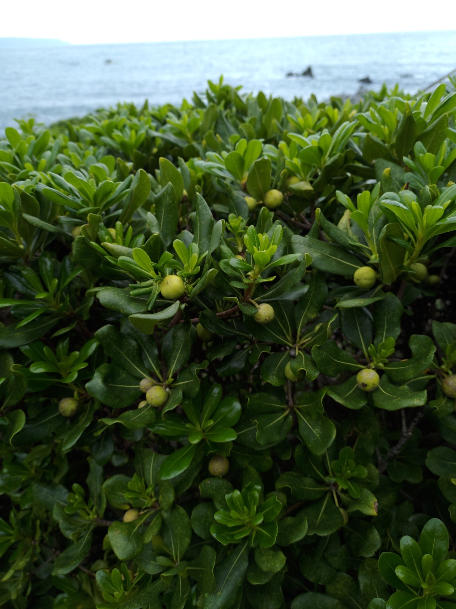 Pittosporum, Dwarf — flowers or notable detail
