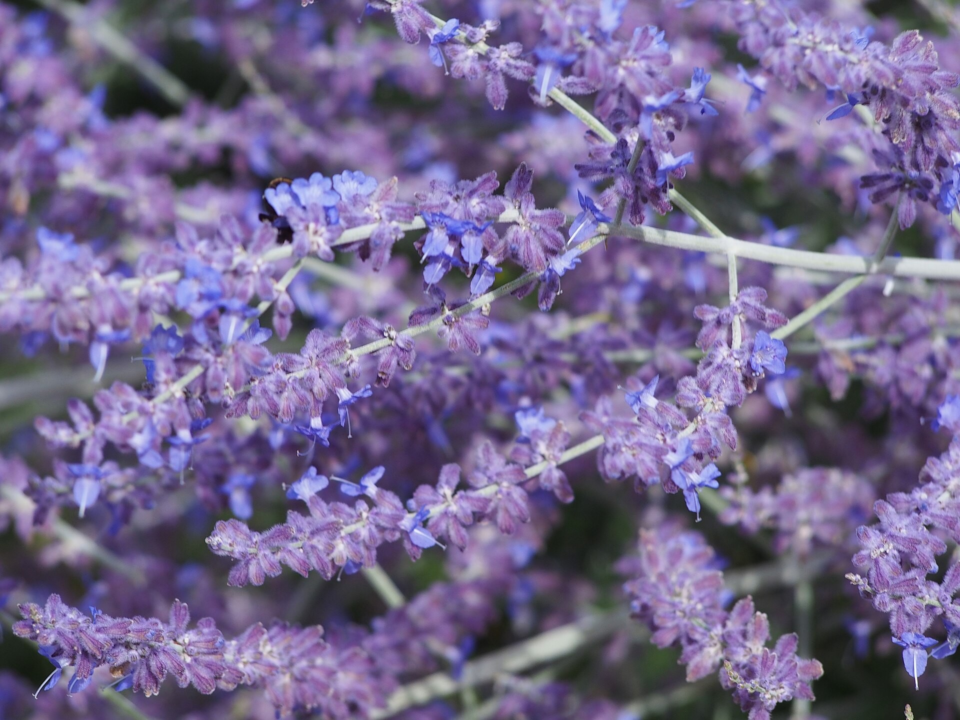 Sage, Russian — whole plant