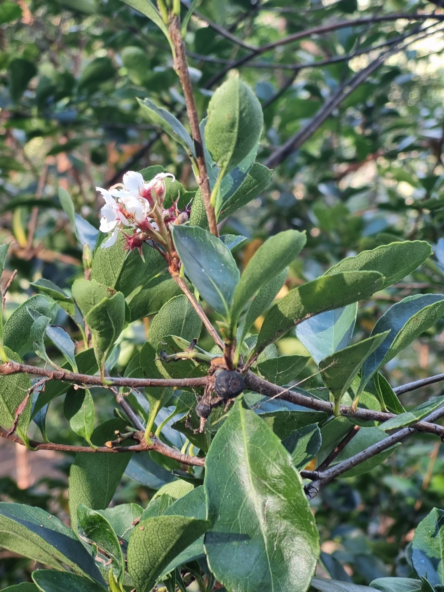 Hawthorn, Pink Lady — flowers or notable detail