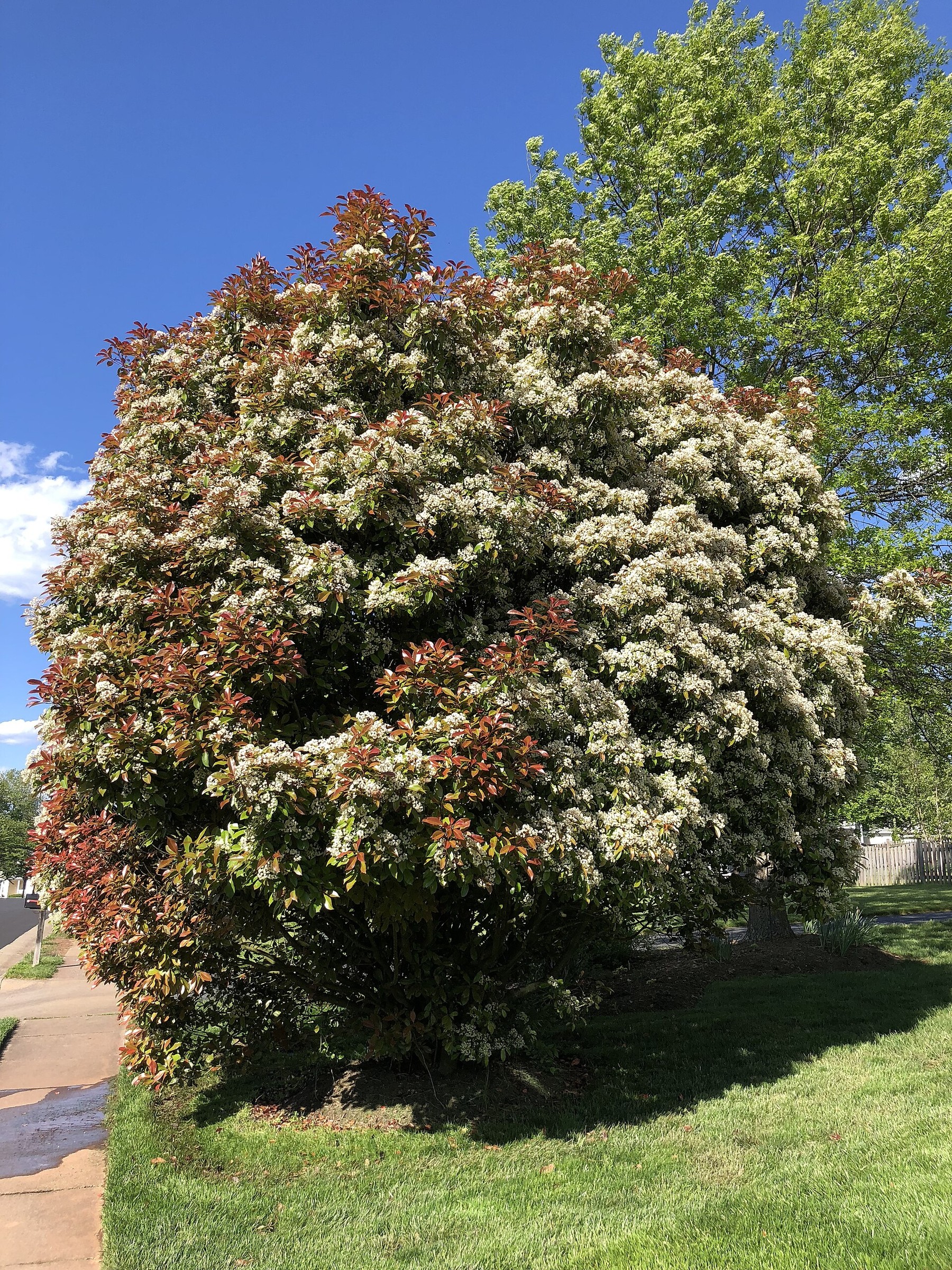 Photinia, Red Tip — flowers or notable detail