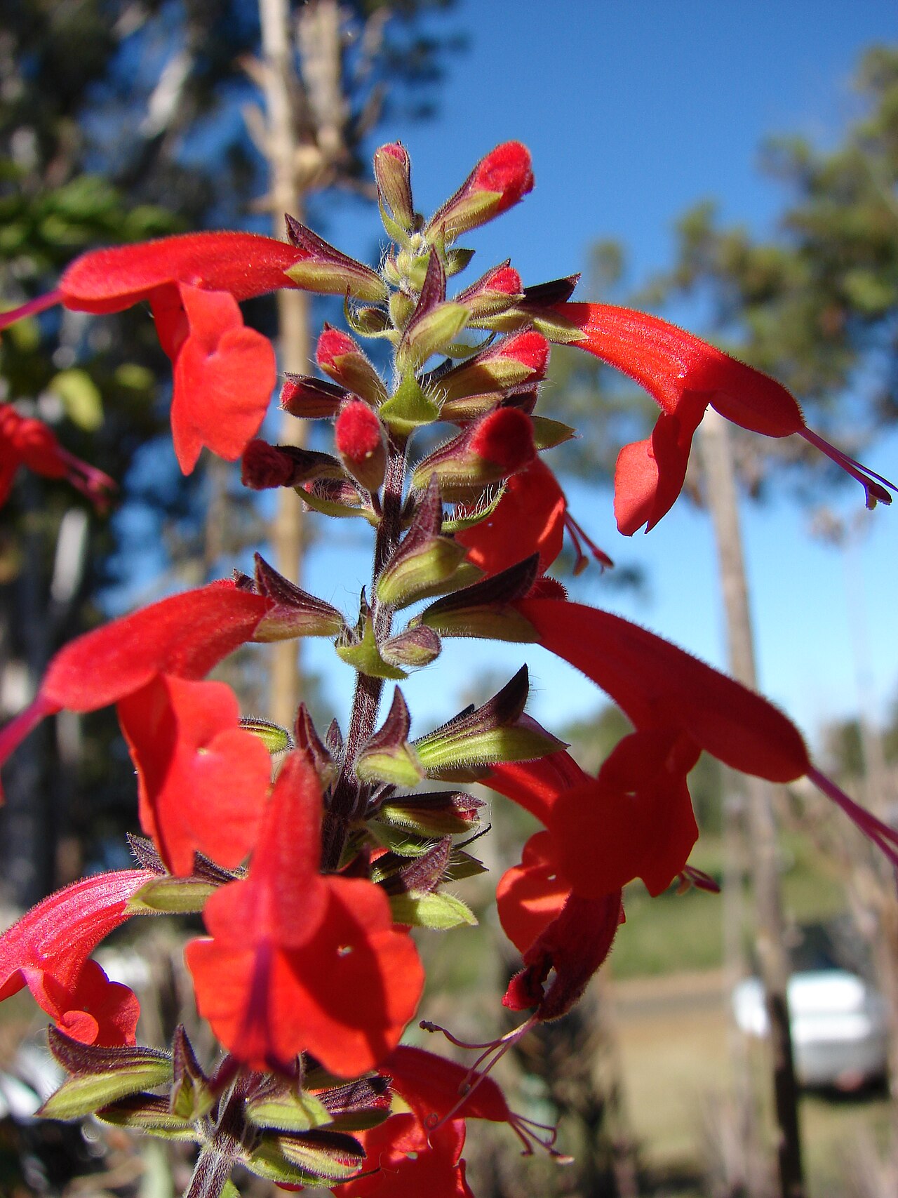 Sage, Tropical — whole plant