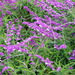 Mexican Bush Sage — flowers or notable detail