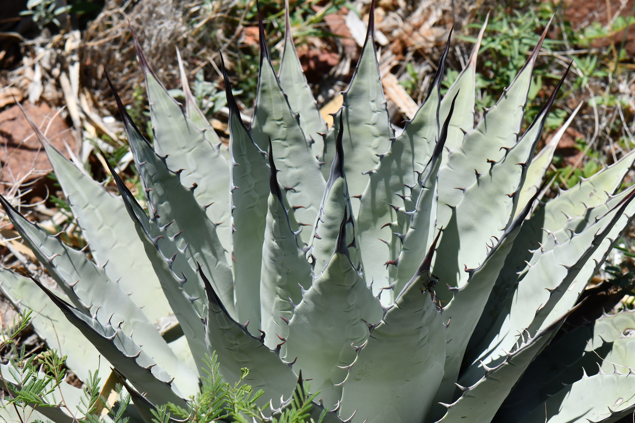 Agave, Neomexicana — whole plant