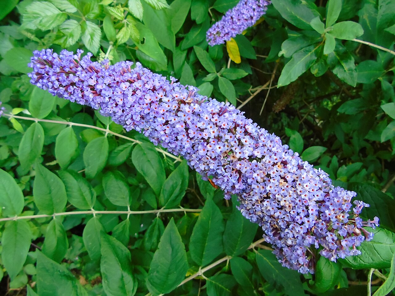 Butterfly Bush — flowers or notable detail