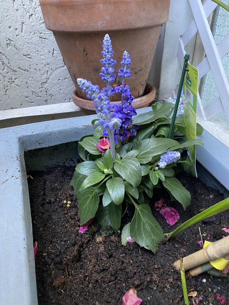 Henry Duelberg Salvia — whole plant