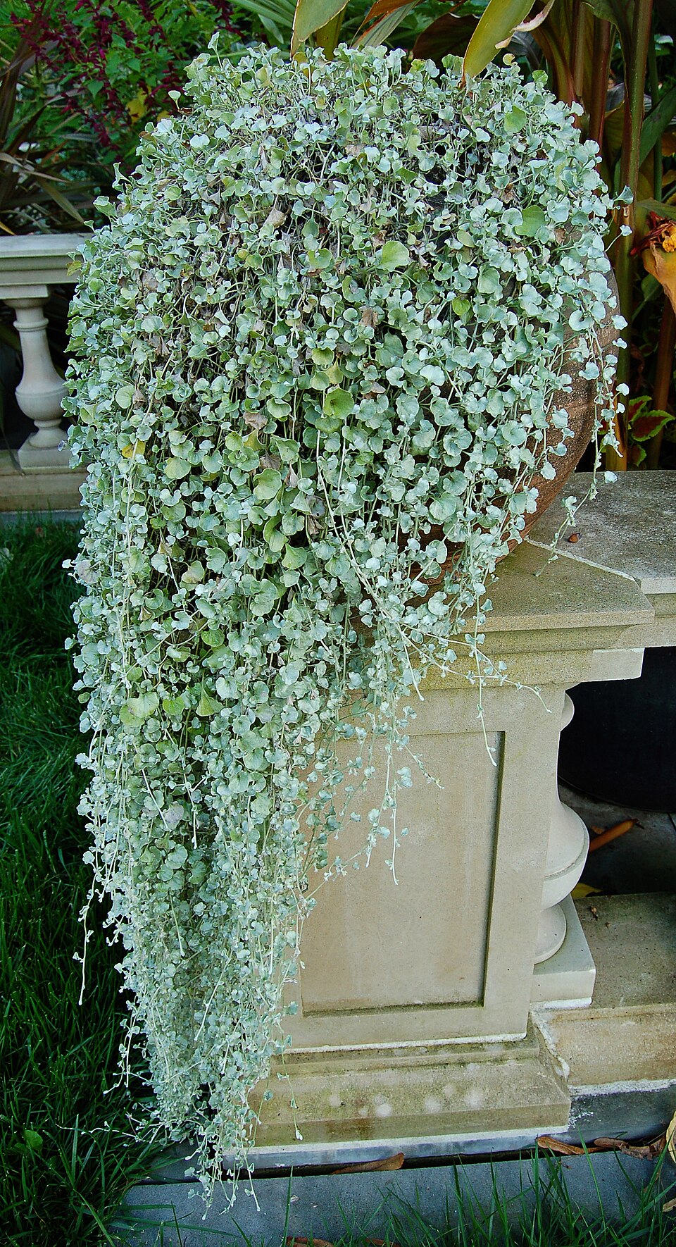Silver Ponyfoot — whole plant