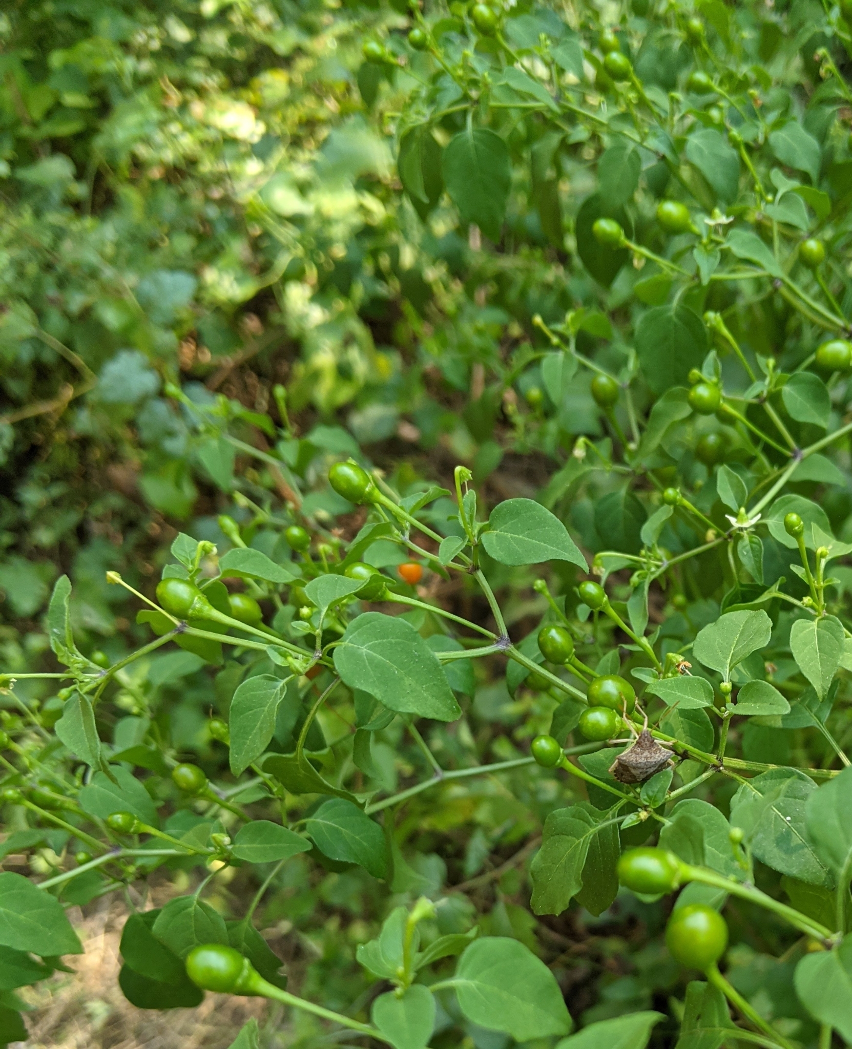 Chile Petin — whole plant