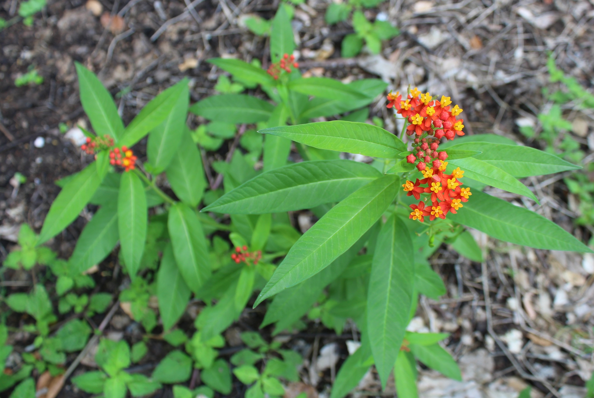 Butterfly Weed/Tropical Milkweed — whole plant