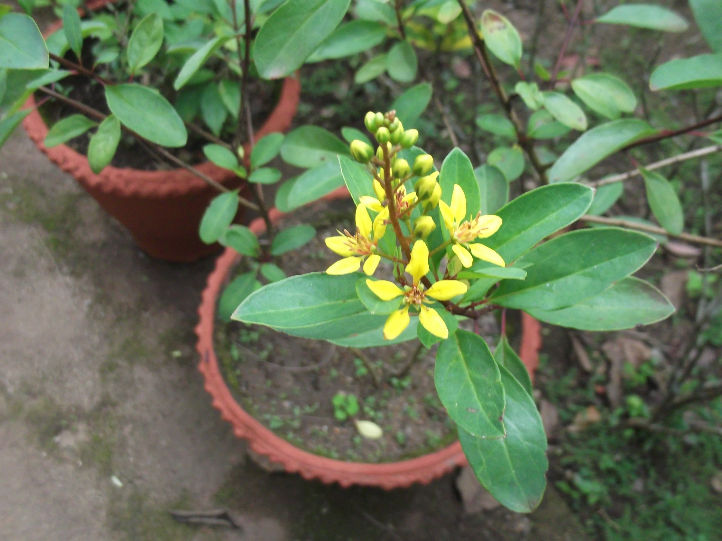 Thryallis — flowers or notable detail