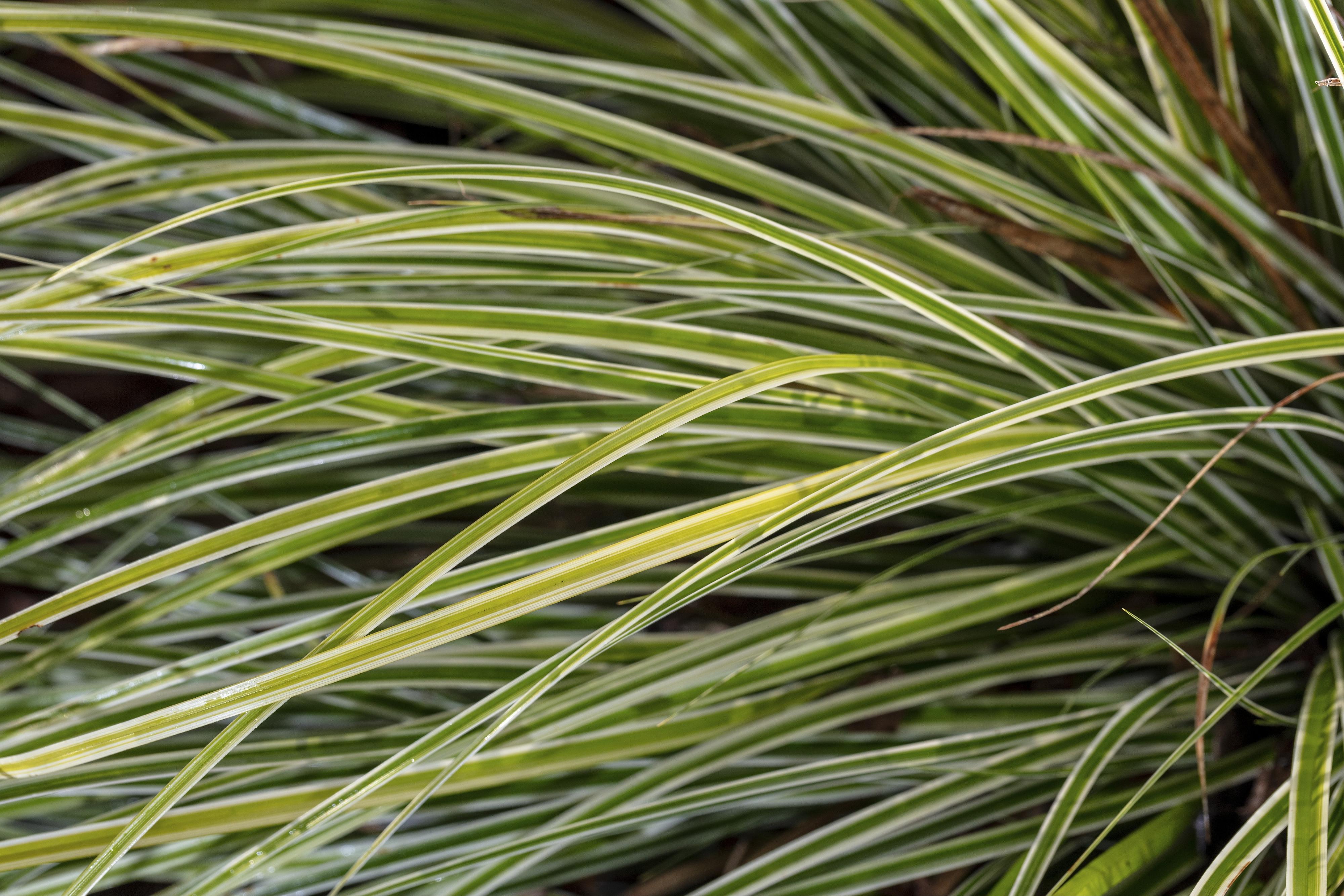 Sedge, Evergold — whole plant