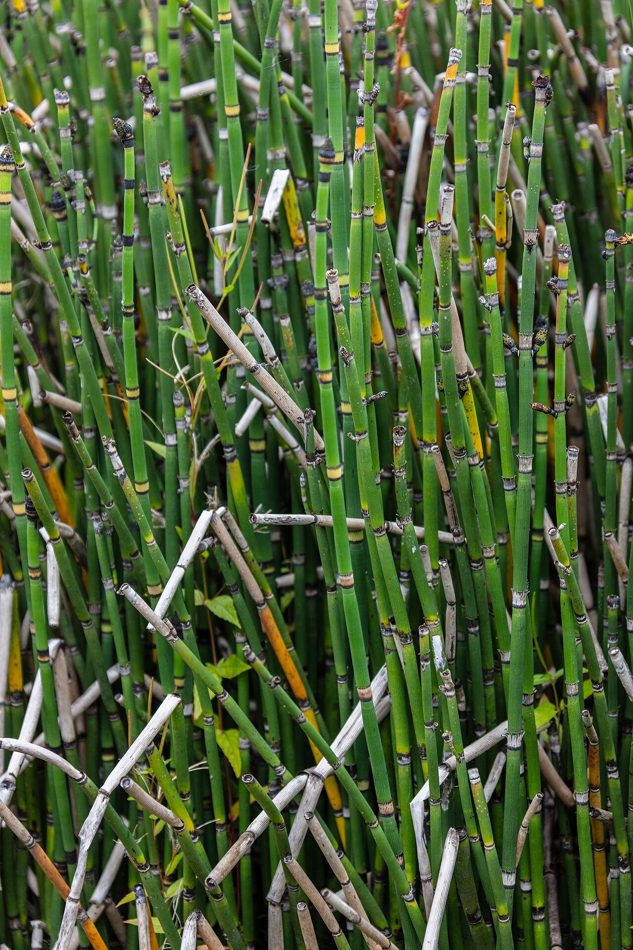 Horsetail Reed — whole plant