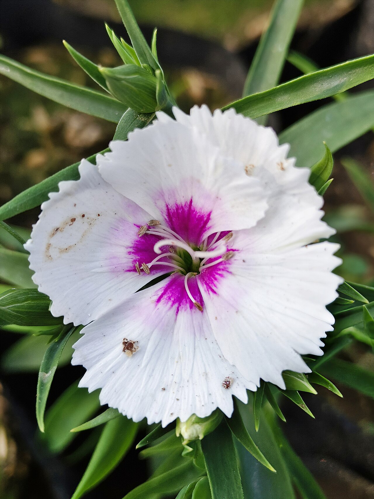Dianthus, Perennial — flowers or notable detail