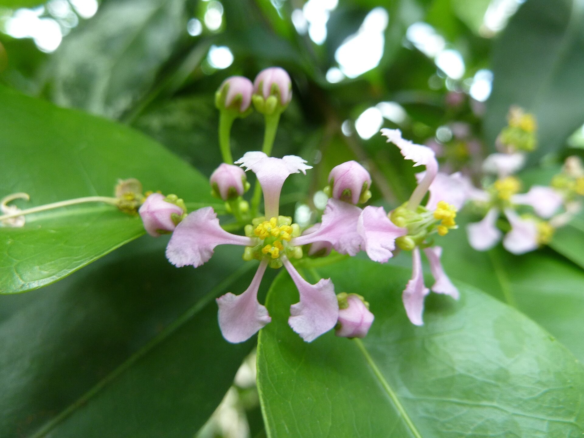 Cherry, Dwarf Barbados — flowers or notable detail