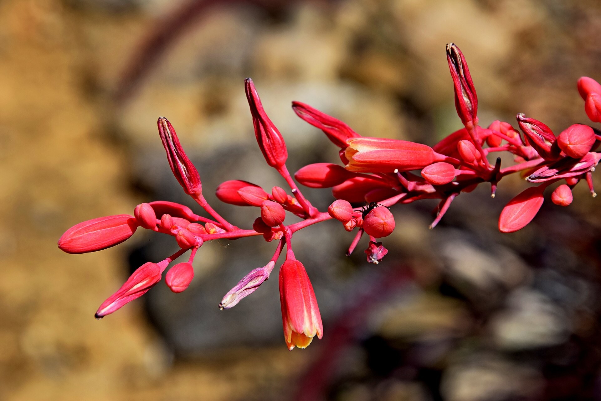 Yucca, Brakelights — whole plant