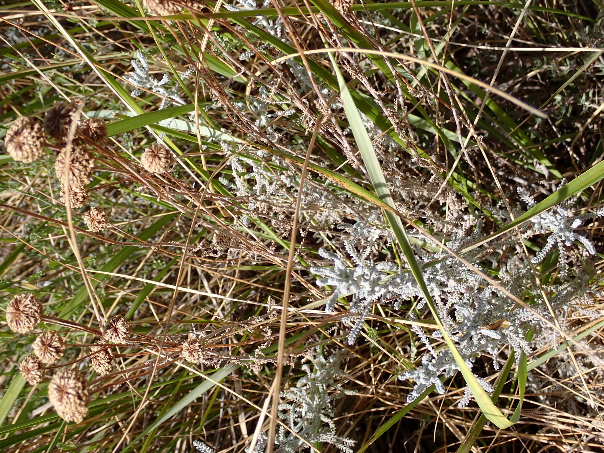 Santolina — flowers or notable detail