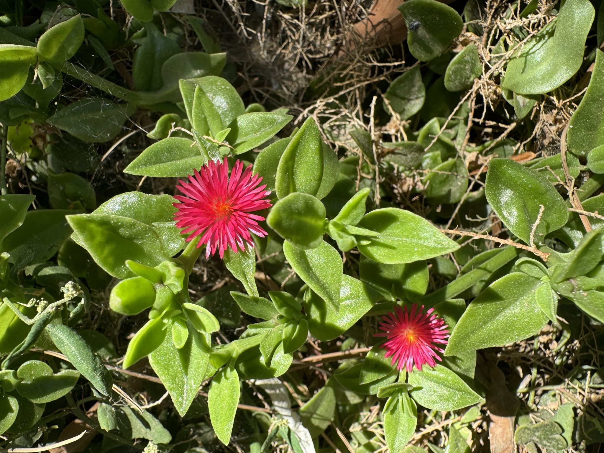 Ice Plant, Variegated — whole plant