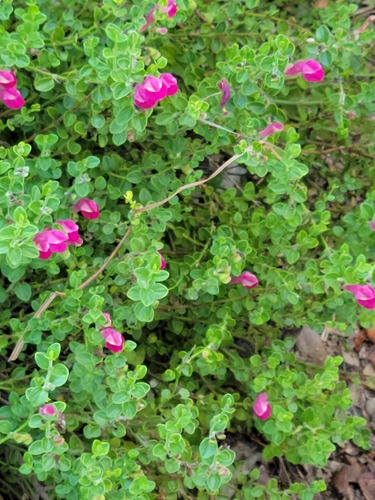 Skullcap, Pink — whole plant