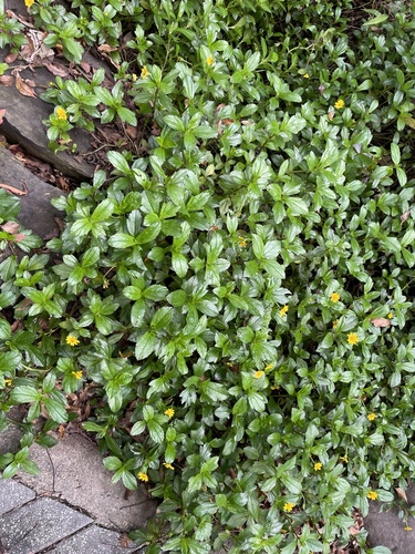Wedelia — whole plant