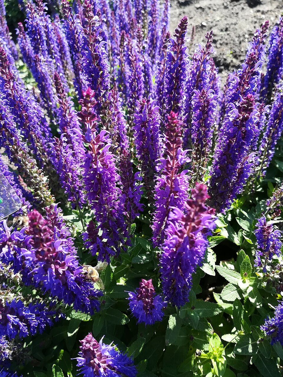 Salvia, May Night/Meadow — whole plant