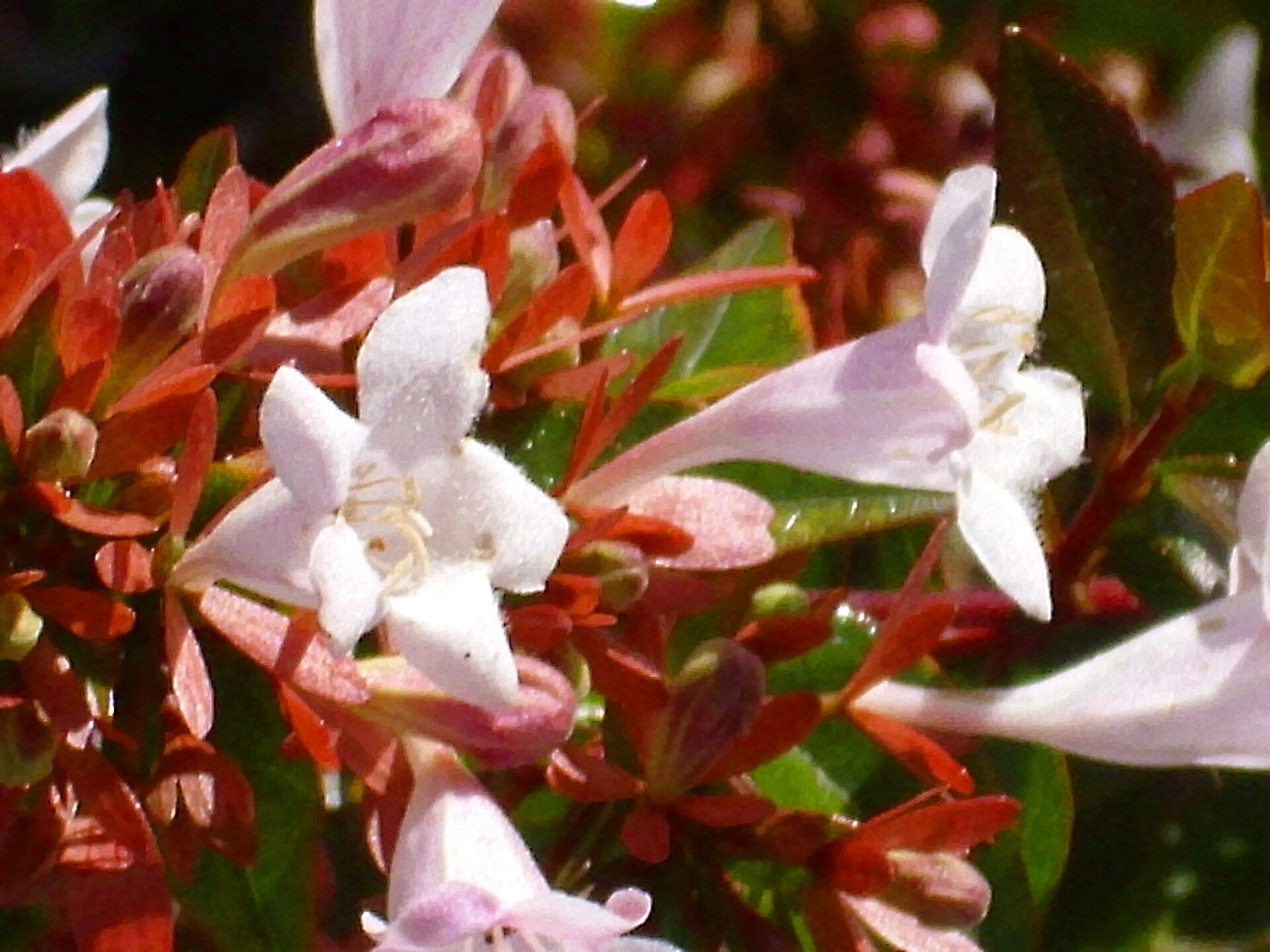 Abelia, Glossy — flowers or notable detail