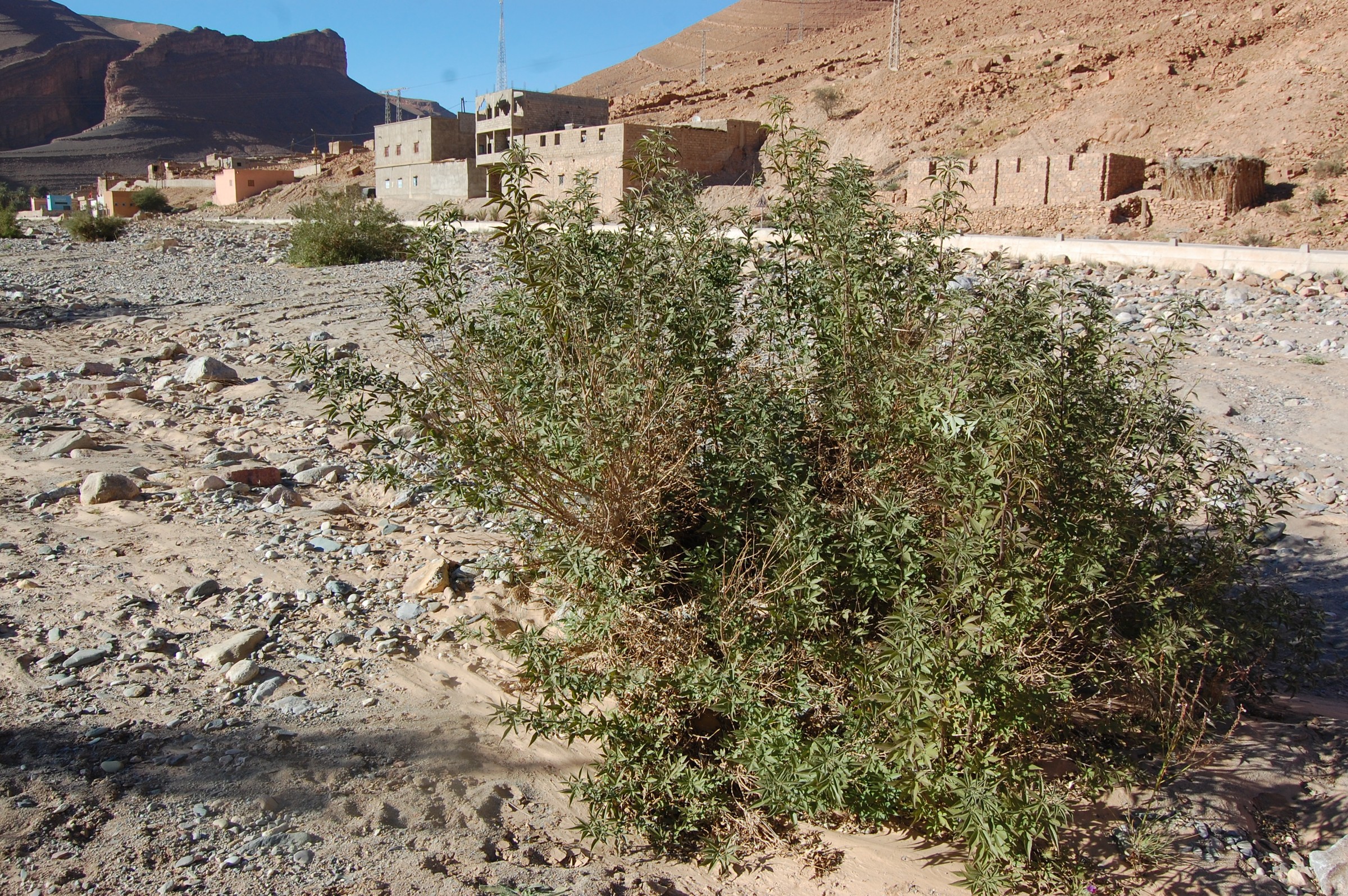 Vitex (chaste Tree) — whole plant