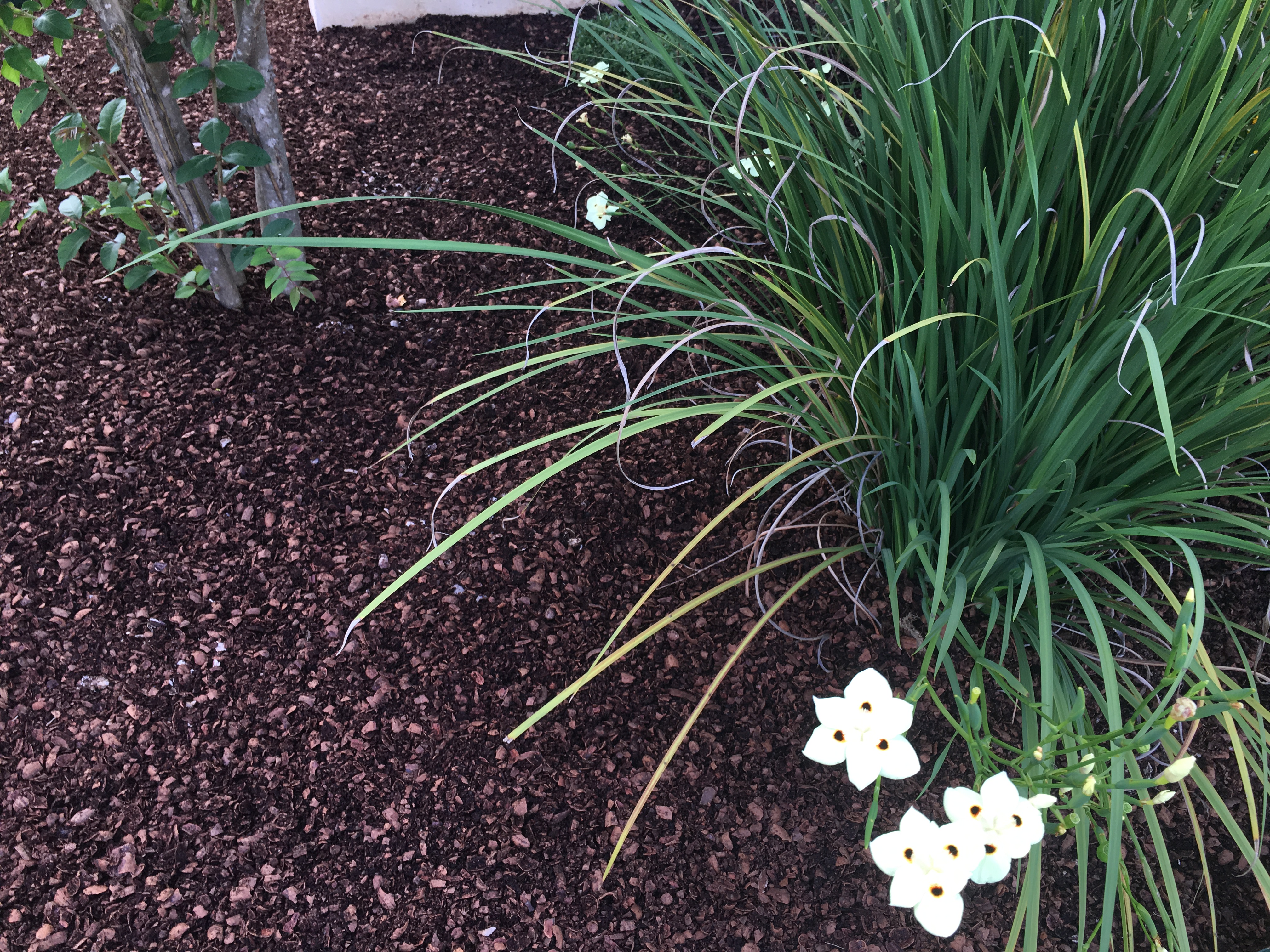 Iris, Bicolor — whole plant
