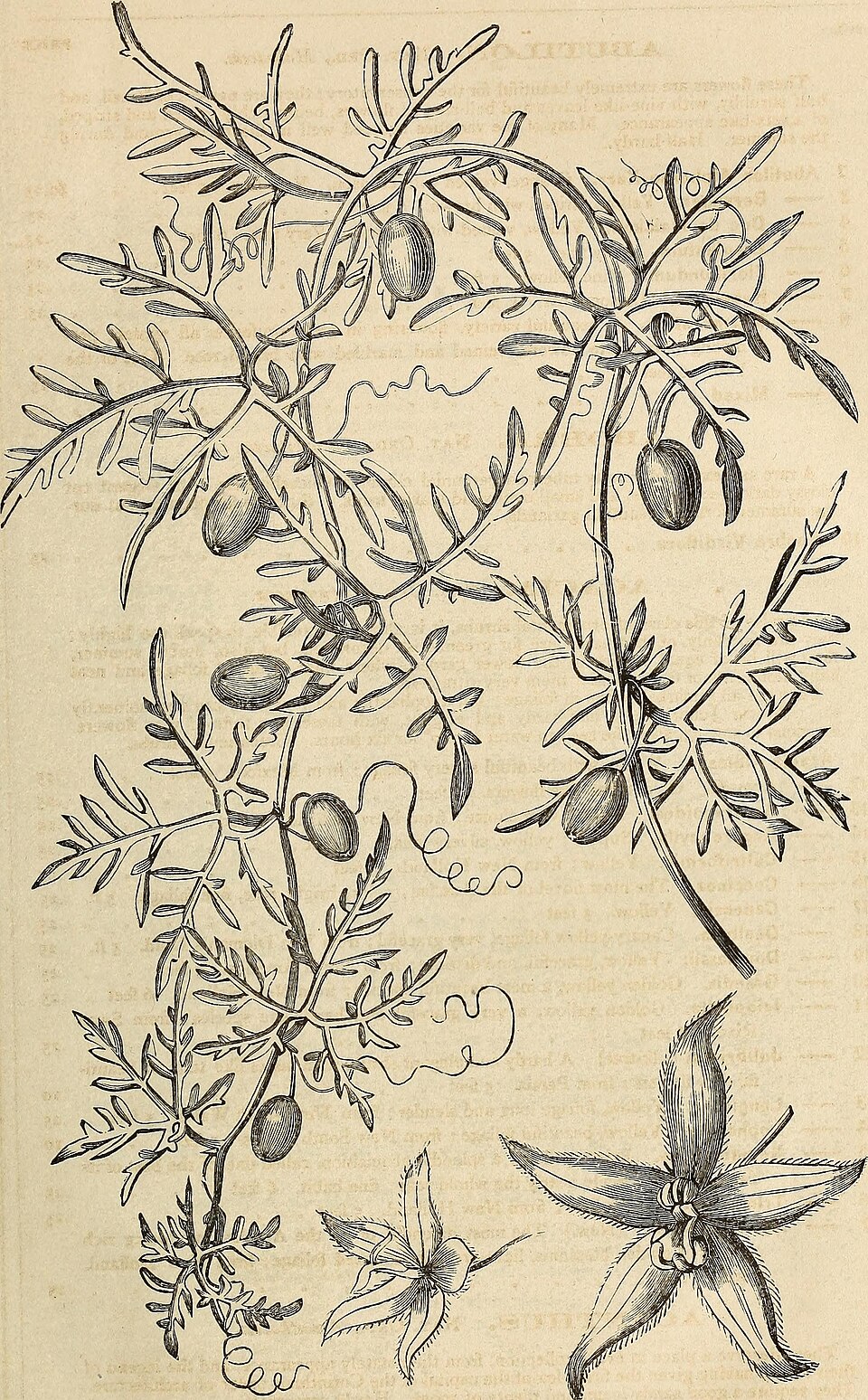 Bears Breeches — whole plant