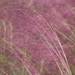Gulf Muhly — flowers or notable detail