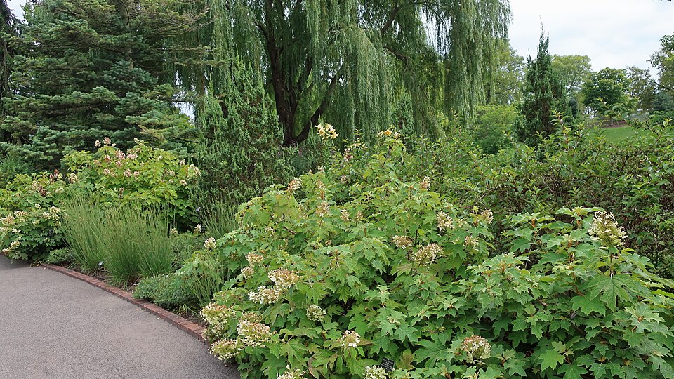 Hydrangea, Oak Leaf — whole plant