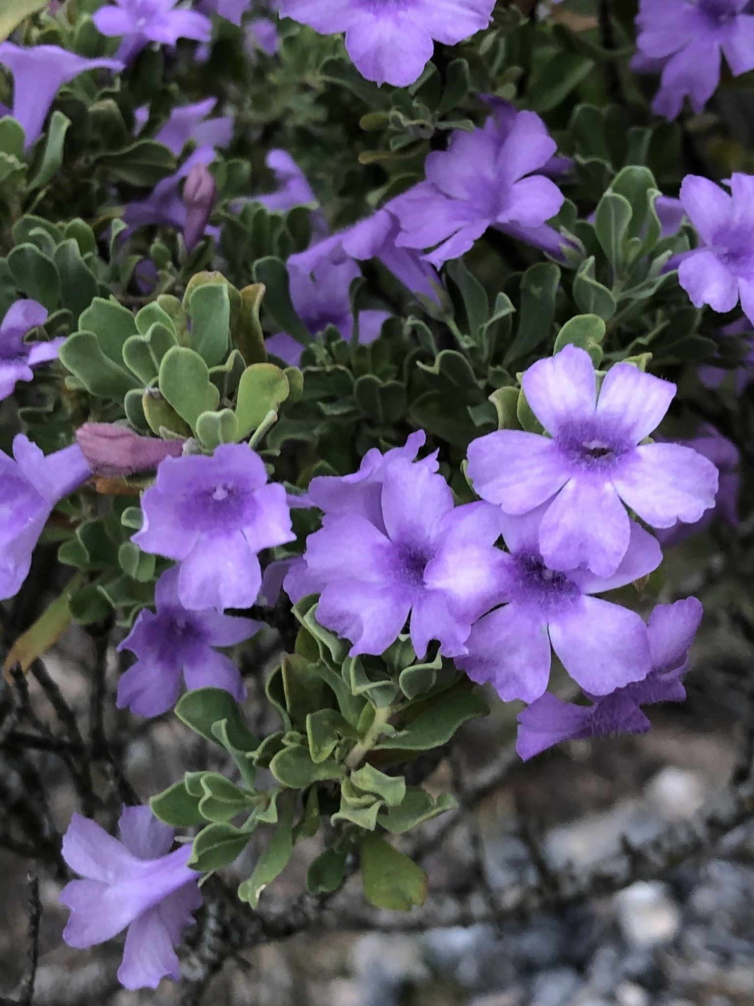 Texas Sage, Rio Bravo — whole plant