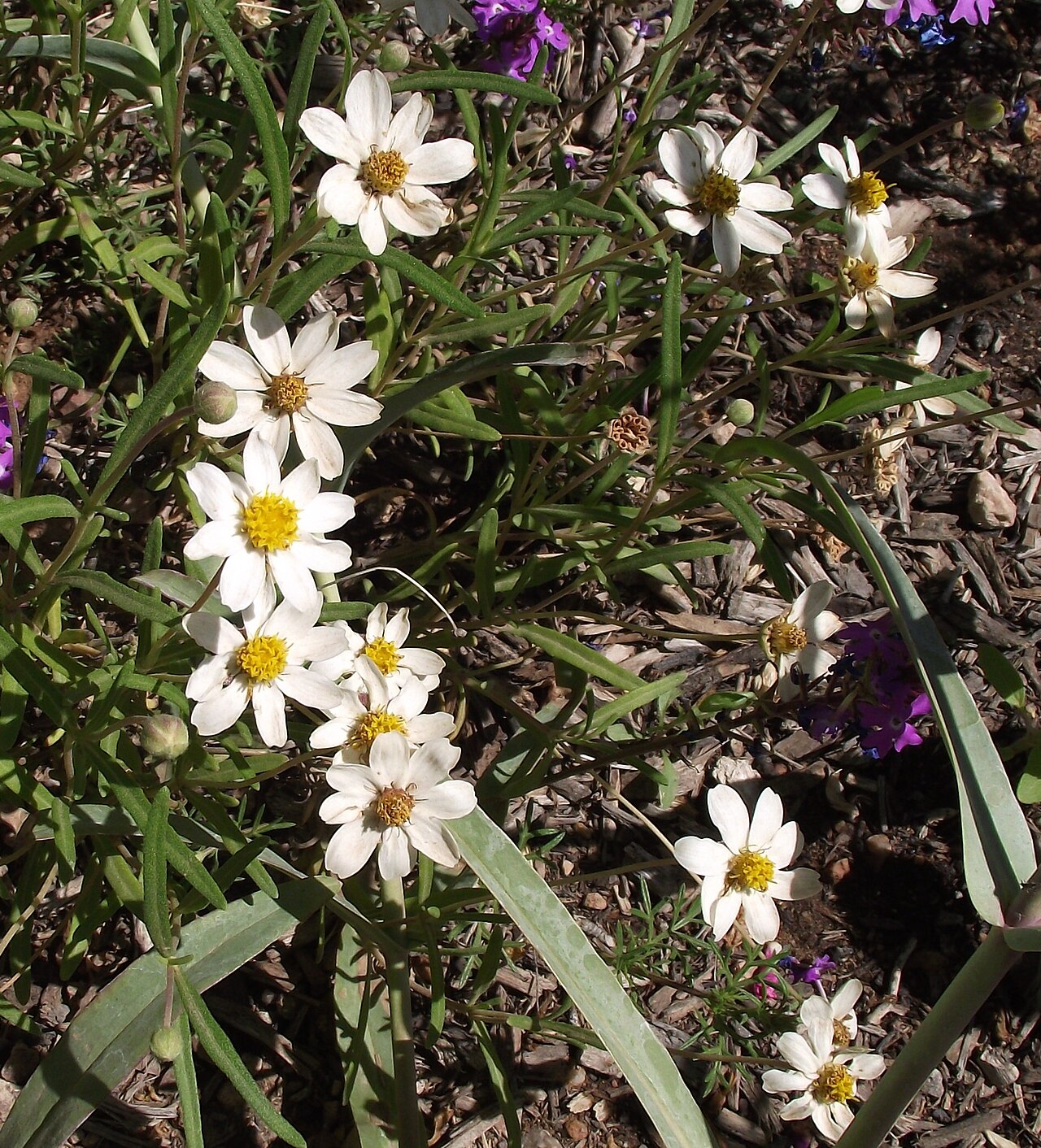 Blackfoot Daisy — whole plant