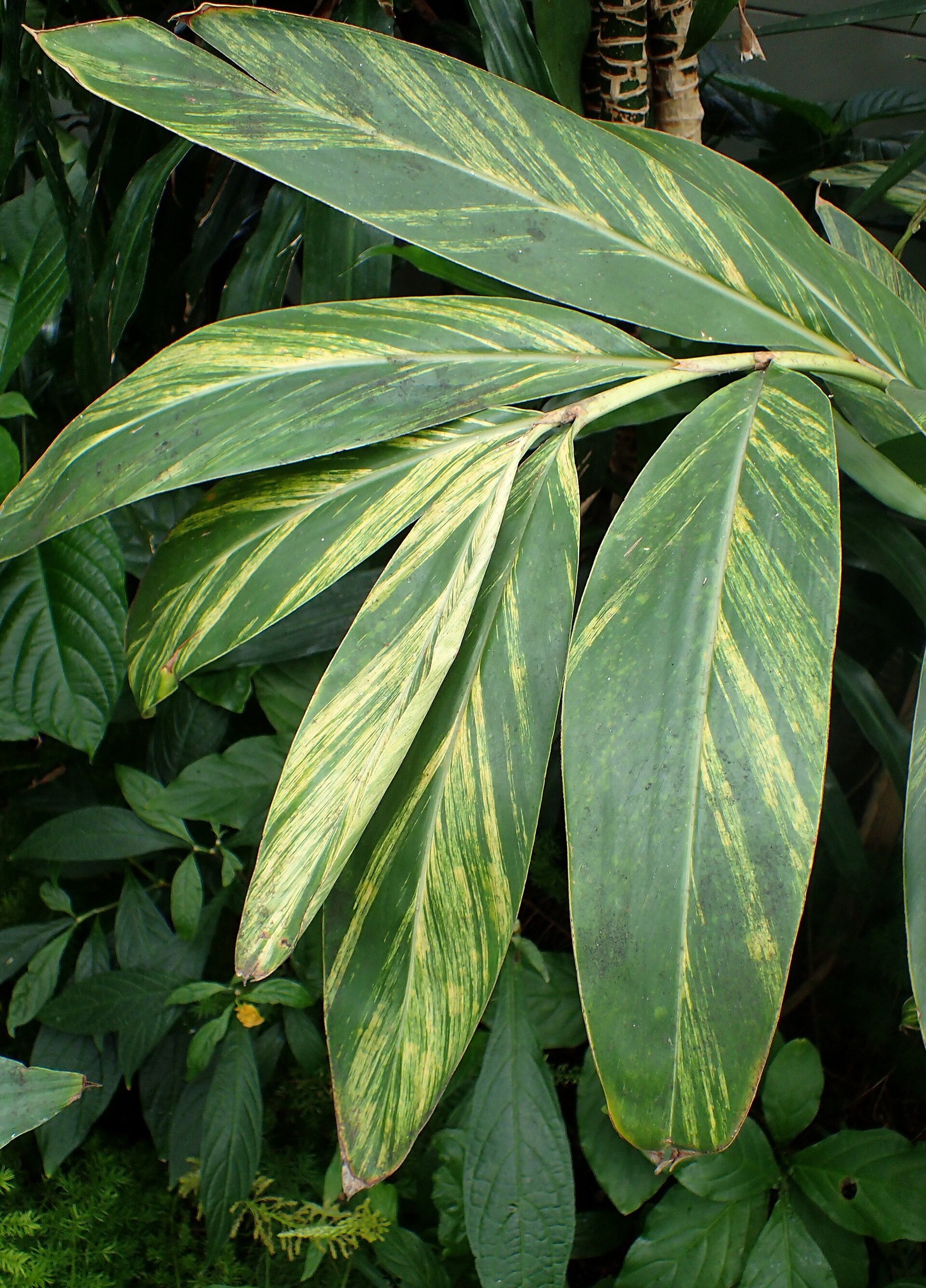 Ginger, Variegated — whole plant