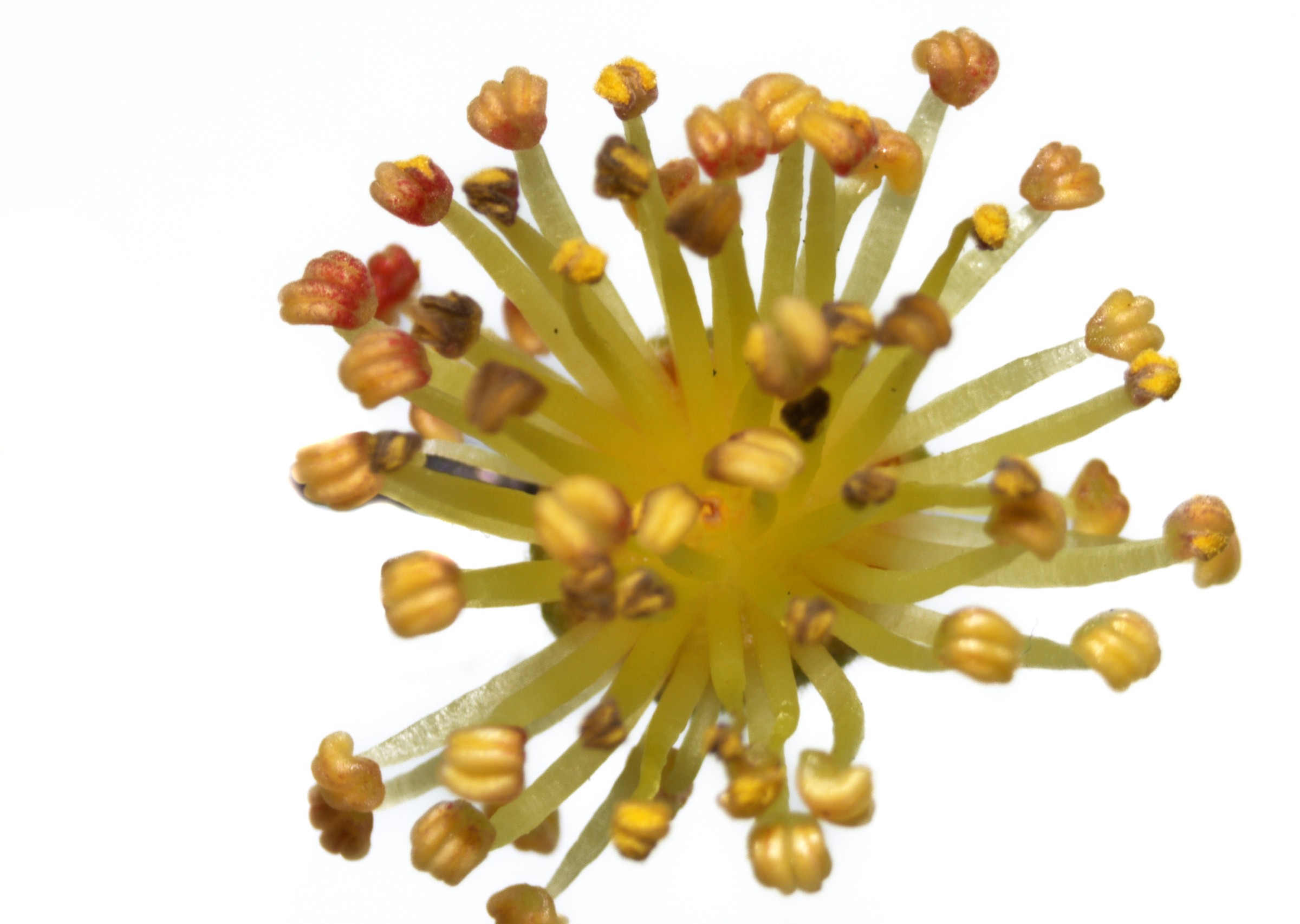 Xylosma — flowers or notable detail