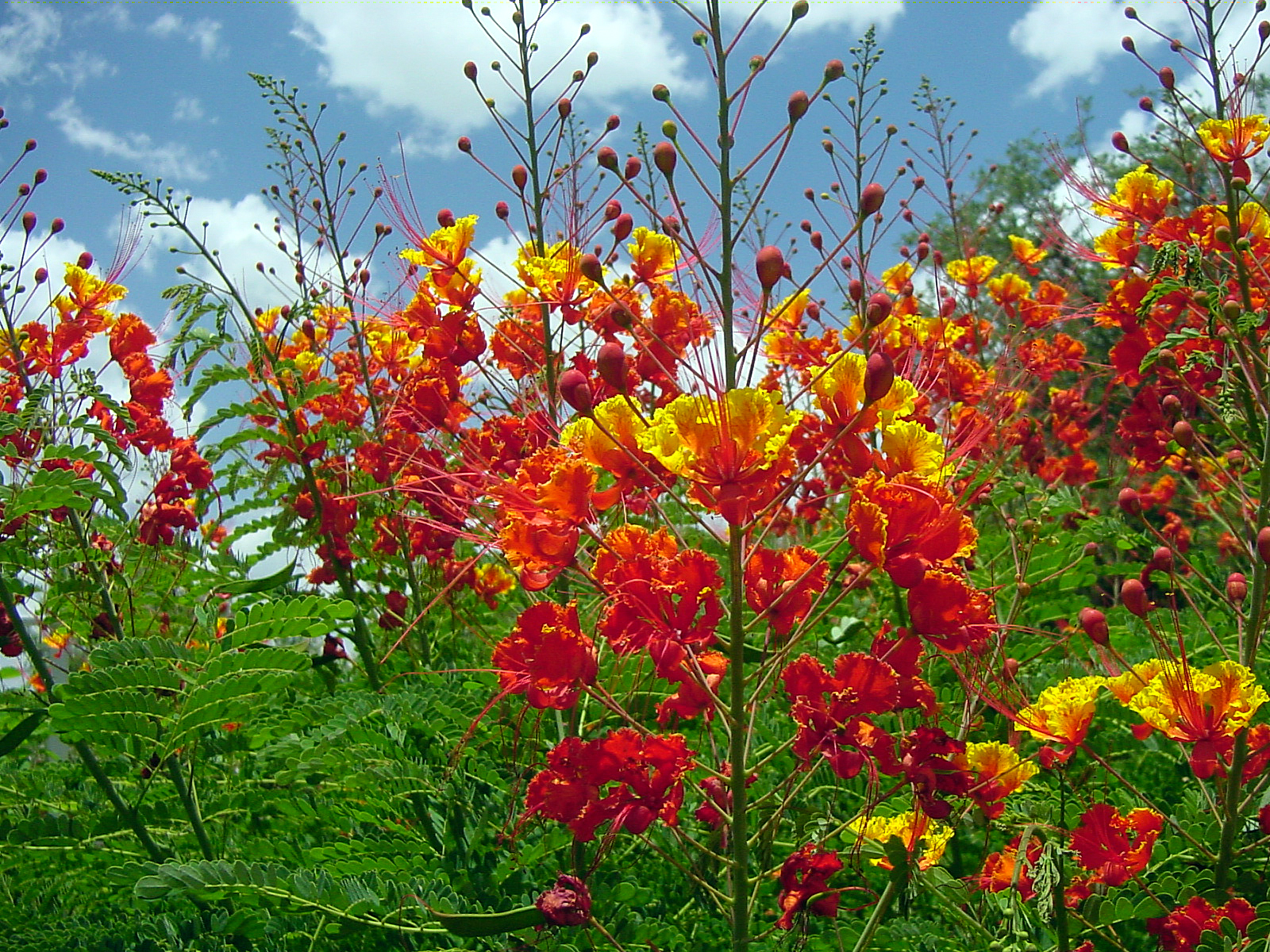Pride Of Barbados — whole plant