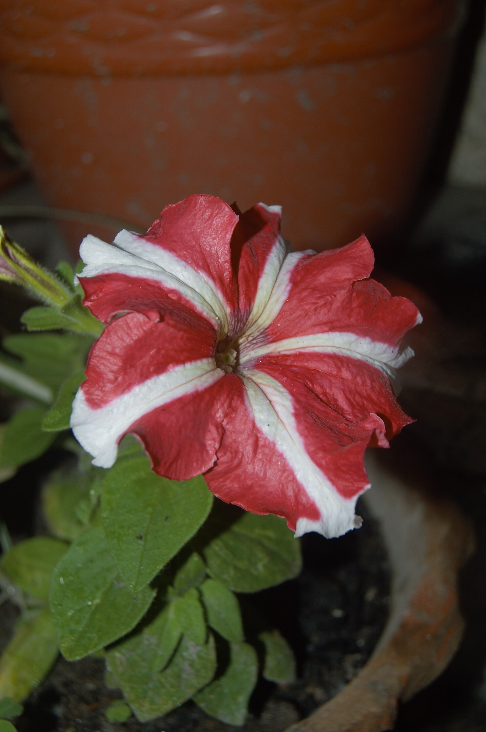 Petunia — flowers or notable detail