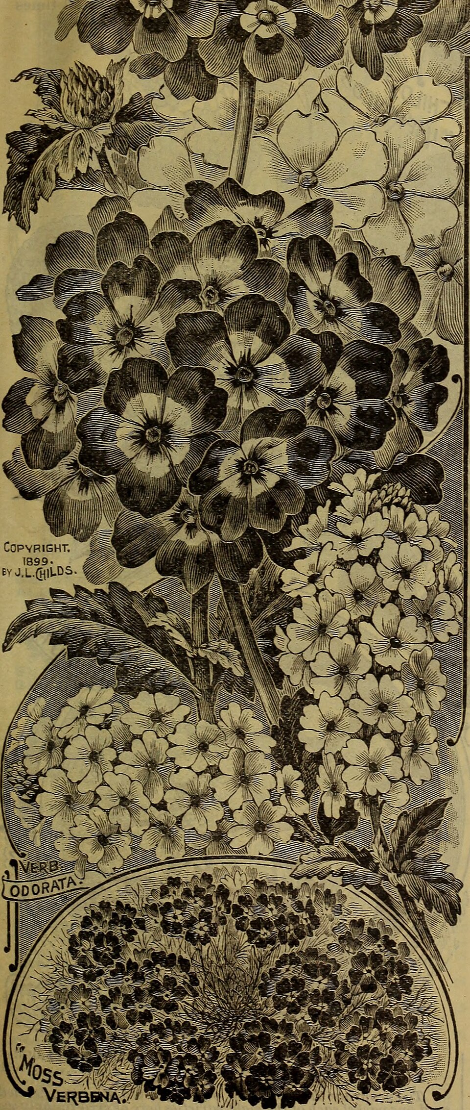 Verbena — flowers or notable detail